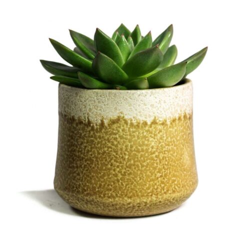 Echeveria agavoides Miranda