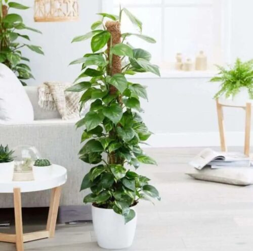 Golden Pothos Money Plant 85cm