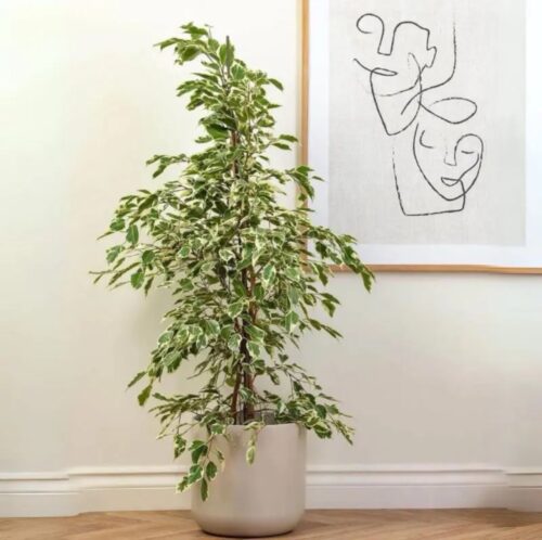 Ficus benjamina Twilight
