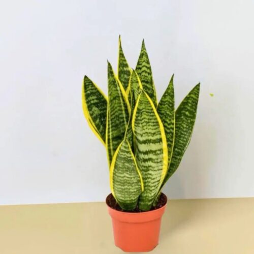 Golden Flame – Snake Plant