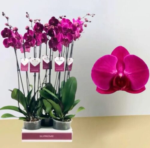 Purple Phalaenopsis Orchids (1 plant)
