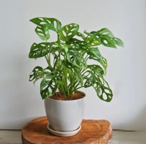 Monstera Monkey Mask