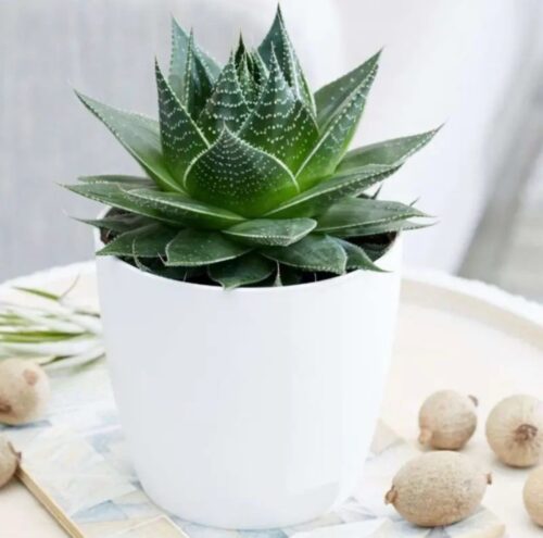 Aloe aristata Cosmo