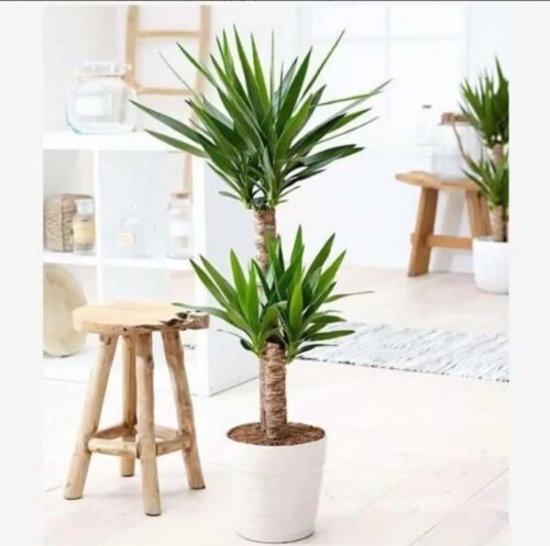 Yucca Plant
