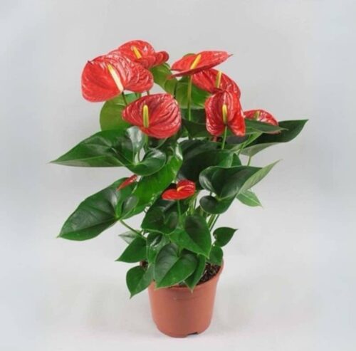 Anthurium Red – Large