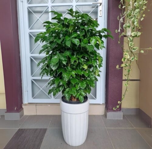 Radermachera sinica-China Doll Plant