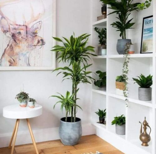 Dracaena Lemon Lime