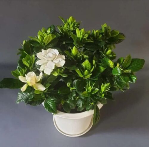 Gardenia Bush 45cm