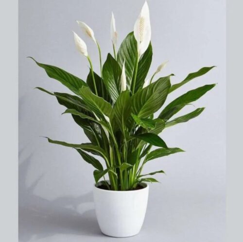 Peace Lilly Big size