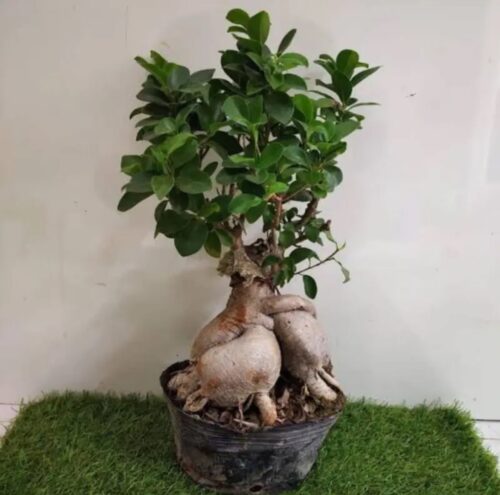 Bonsai Ficus Ginseng Small