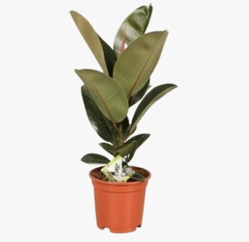 Rubber Plant Ficus Elastica Robusta