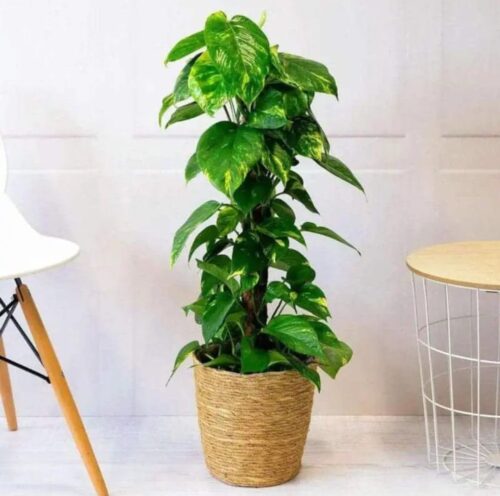 Money Plant