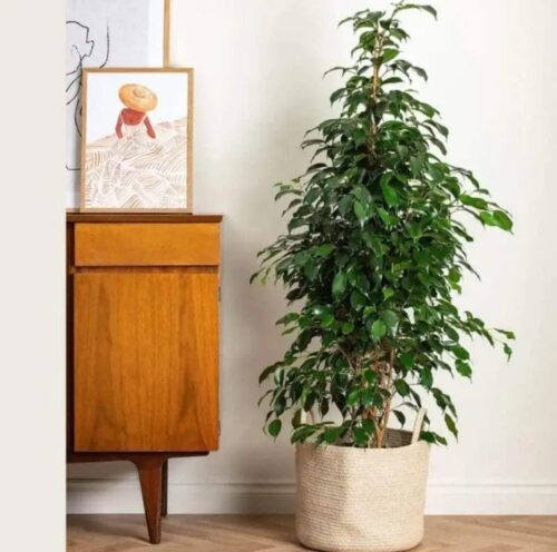 Ficus Benjamina Danielle