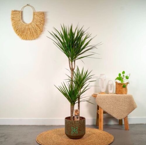 Dracaena Marginata
