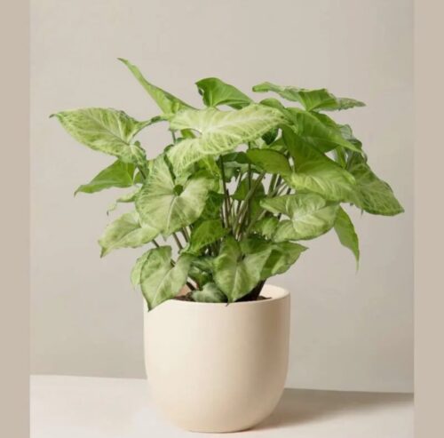 Syngonium Pixie
