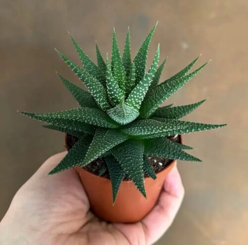 Haworthia ‘Universe’