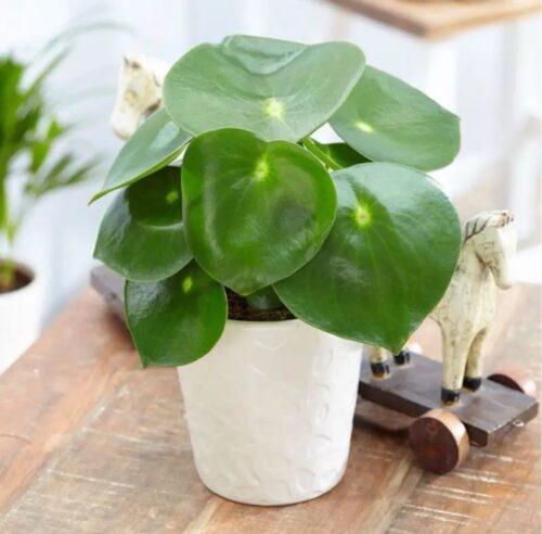 Peperomia Raindrop (Table Plant)
