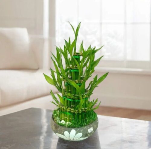 5 layer lucky bamboo with ceramic pot
