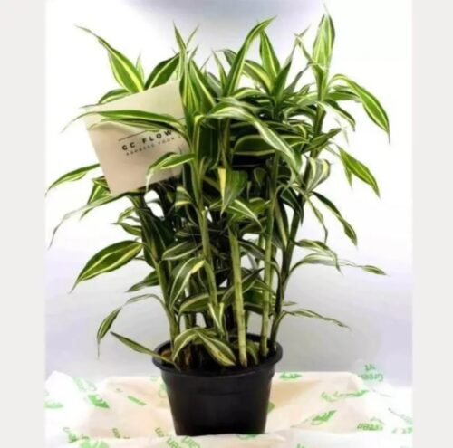 DRACAENA SANDERIANA -VICTORY Mix