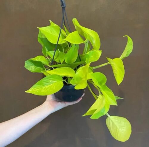Neon Pothos Hanging