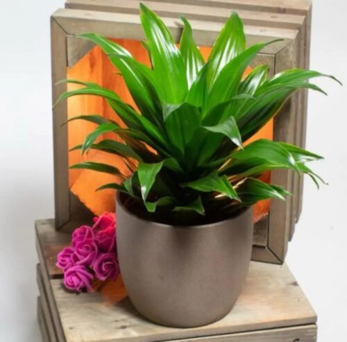 Dracaena Janet Craig Compacta