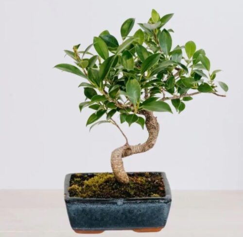 Bonsai Ficus Retusa (Table Plant)