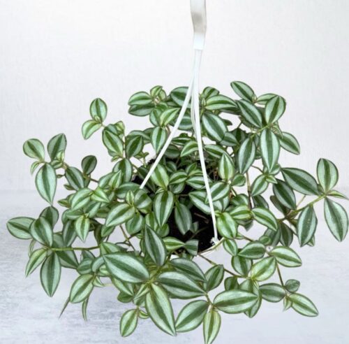 Tradescantia Zebrina ‘Silver Plus’ Big size