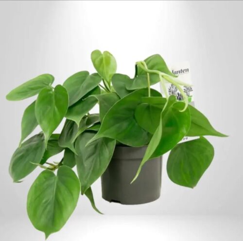 Philodendron scandens – Sweetheart Plant