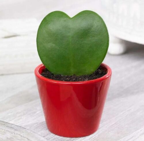 Hoya Kerrii Lucky Heart