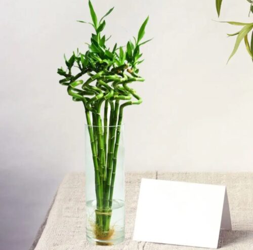 Lucky Bamboo Stick in Glass Vase – Bamboo Plant 100cm