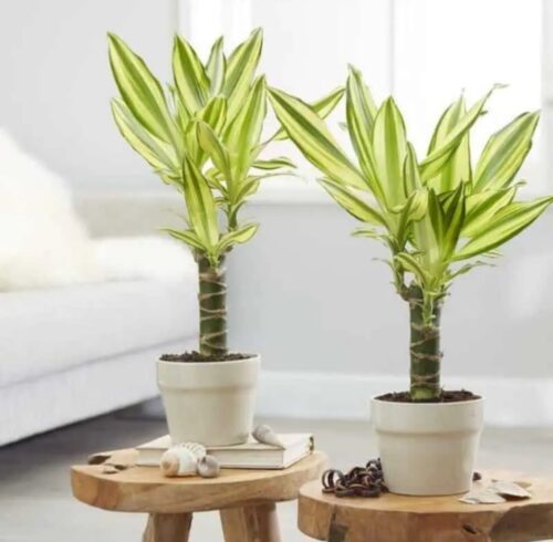 Dracaena fragrans yellow coast