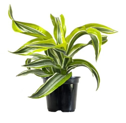 Lemon Surprise Dracaena