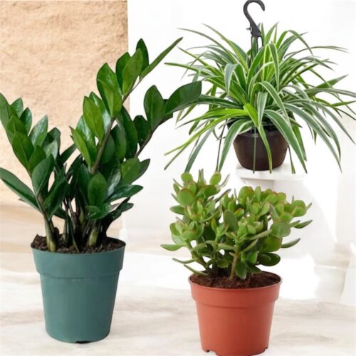 Tropical Indoor Plant Bundle 3 Plants